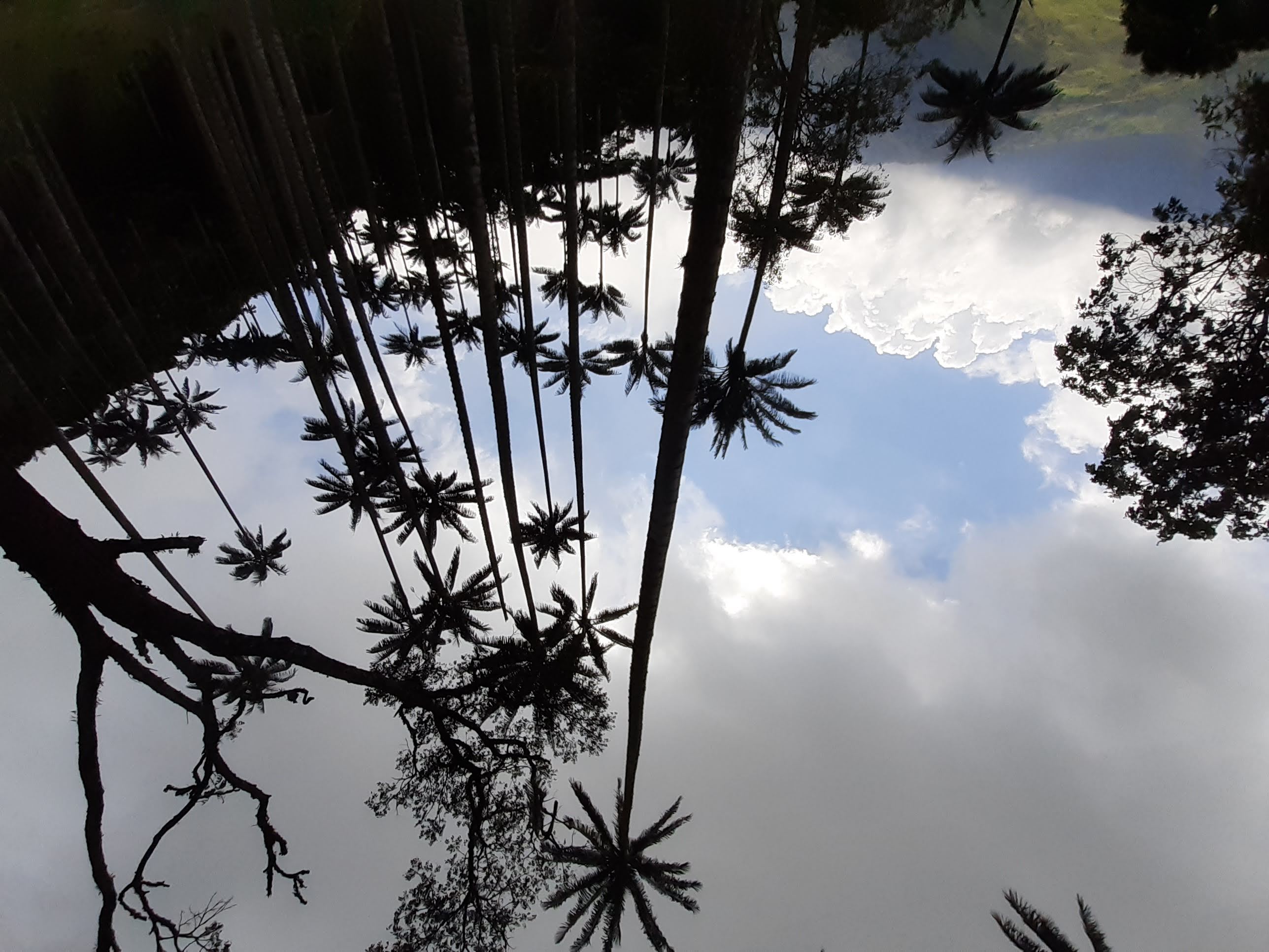 Montenegro, Quindío